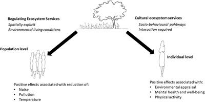 Planning, Designing, and Managing Green Roofs and Green Walls for Public Health – An Ecosystem Services Approach